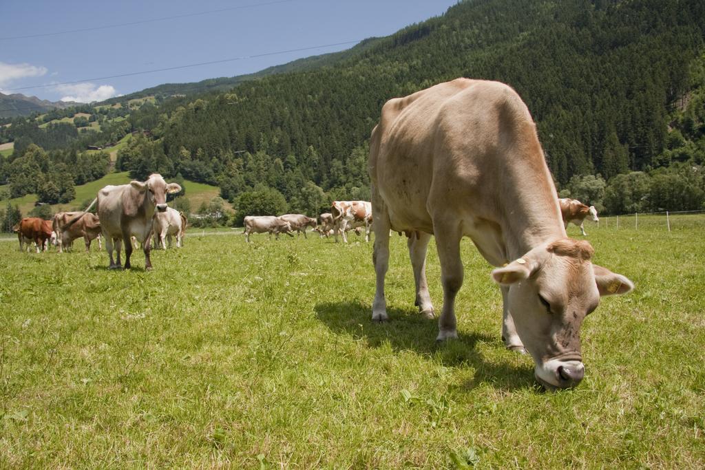 Martlerhof Apartman Aschau Im Zillertal Kültér fotó