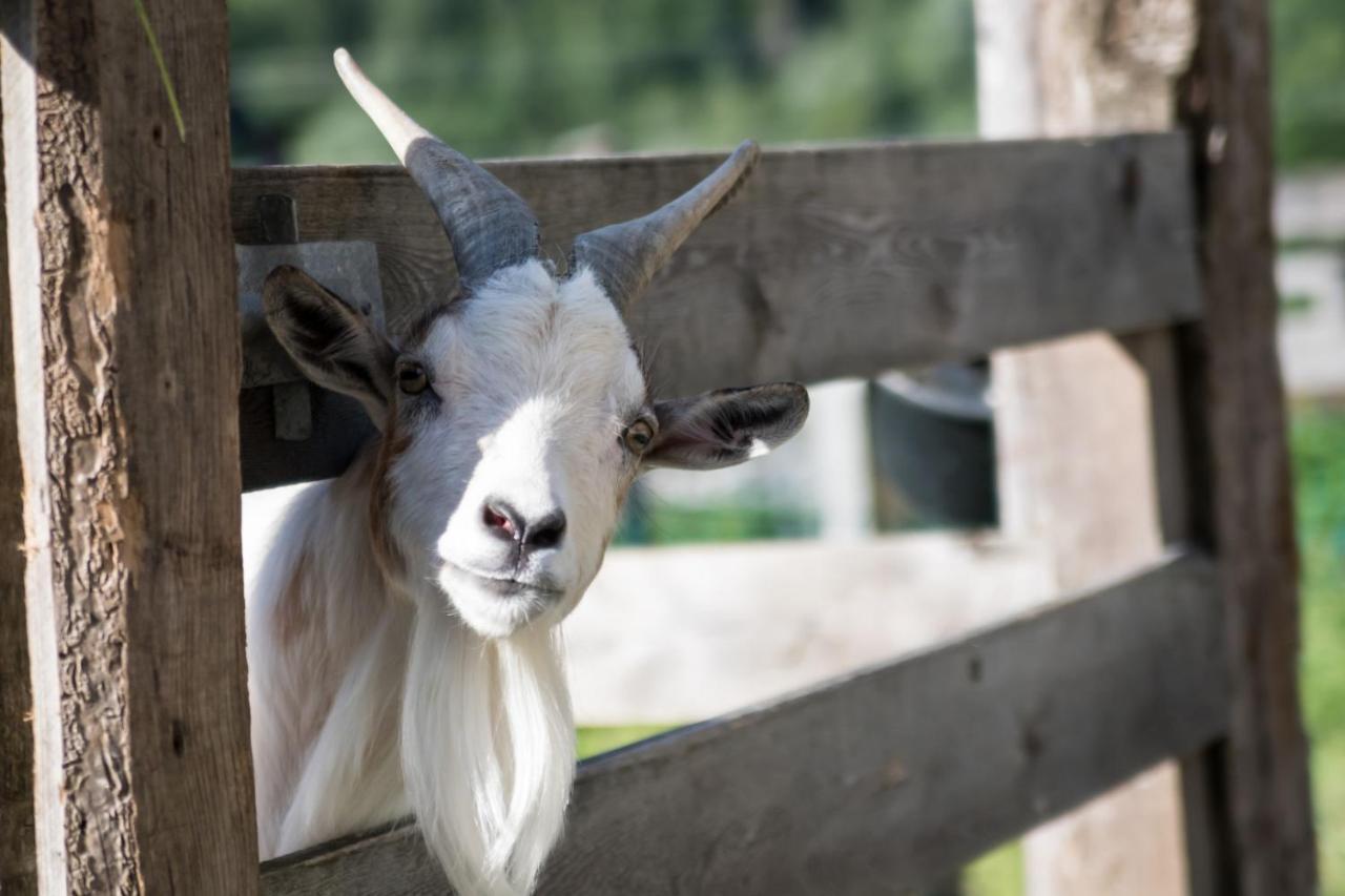 Martlerhof Apartman Aschau Im Zillertal Kültér fotó